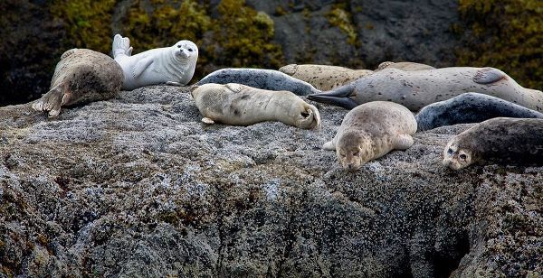 Harbor Seals Napping on the Rocks-beach at Bandon-Oregon